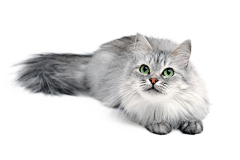 徐一躺采集到免扣猫猫