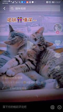 8DgjJELe采集到猫咪
