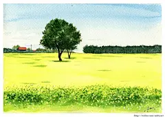 暖暖油菜花-Mitty_爱画画的米蒂_插画,水彩,水彩风景,手绘_涂鸦王国插画
