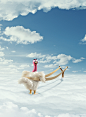 CREDISCOTIA/Campaña PAVO, Para la agencia TBWA : Publicidad para el Baco Scotiabank, Lima Perú, a cargo de la Agencia TBWA