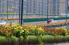 出门见喜小朋友采集到道路街景