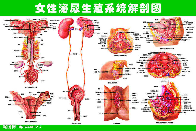 女性泌尿生殖系统解剖图源文件