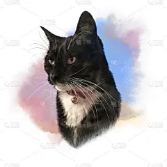 可爱的黑猫，白色的胸部和胡子。
