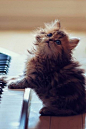 弹钢琴的小猫咪呆萌搞笑表情手机壁纸下载安卓http://www.kutoo8.com/