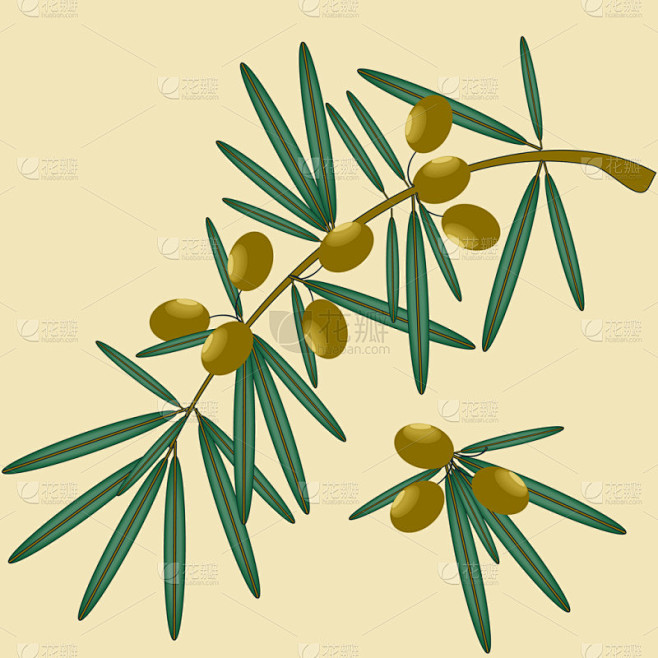 矢量插画的橄榄枝