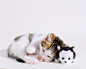 animals cats kittens sleeping white wallpaper (#1486) / Wallbase.cc