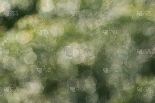 模糊的背景植物在雨中