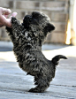 Cairn Terriers Are Adorable | Cutest Paw