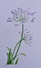 Agapanthus, watercolour by Judith Jerams, Loire Valley, France - 你我觅 - niwomi.com #山水画#