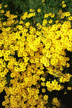 彼岸·三生来世采集到刹那芳华