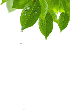 温柔梦儿🌼采集到叶子