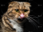 舔鼻子的苏格兰折猫的肖像