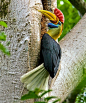 Hornbill