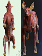 Canine Écorché , Idan Itzhaki : Painted version of the Pharaoh Hound écorché study, with a focus on medical accuracy. Descending and transverse superficial pectoral muscles, biceps femoris, brachiocephalicus, trapezius, and latissimus dorsi removed.