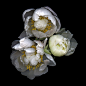 224 美术设计素材Kate Scott植物花卉花朵摄影集光影色彩写真临摹-淘宝网