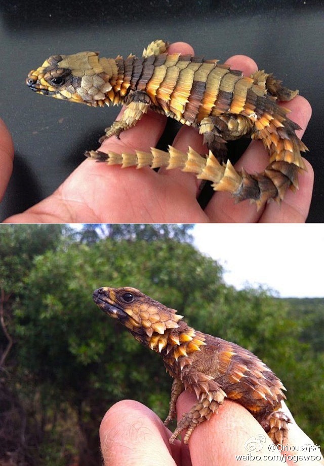 armadillo girdled##lizard##南非犰狳蜥##animal##dragon# 现实值哪