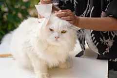 点击来源直接获取大图文件 |用纸巾清洁猫的耳朵