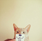可爱猫咪