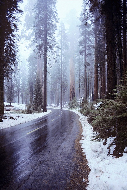 温带森林_游戏Sequoia NP, C...