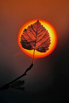 夕阳照亮的一片树叶摄影图片