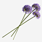 花枝花草蓝花楹_新图网 https://ixintu.com 花枝 花草 蓝花楹