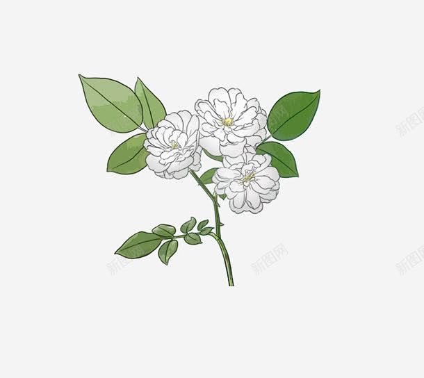 手绘三朵茉莉花 平面电商 创意素材