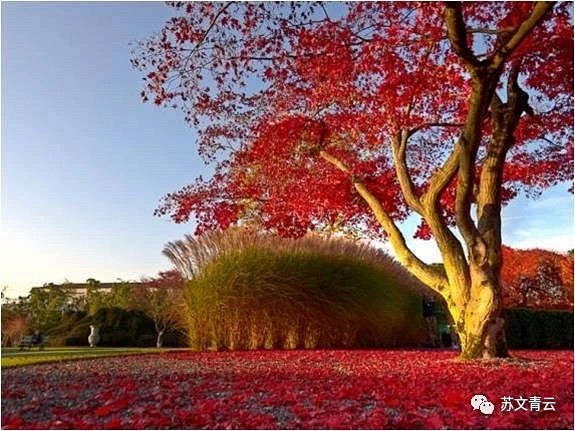 孤植树 (8)