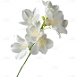 植物通用实景白色茉莉花朵元素素材