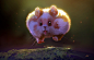 A Hamster, yakun wang