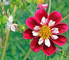 Venbiubiu采集到花参考