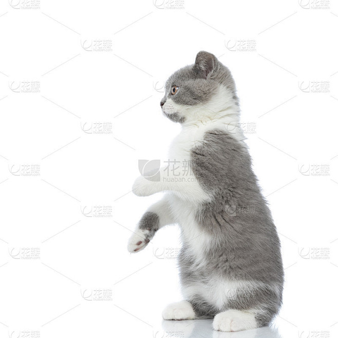 顽皮的英国短毛猫有乐趣，用后腿站立