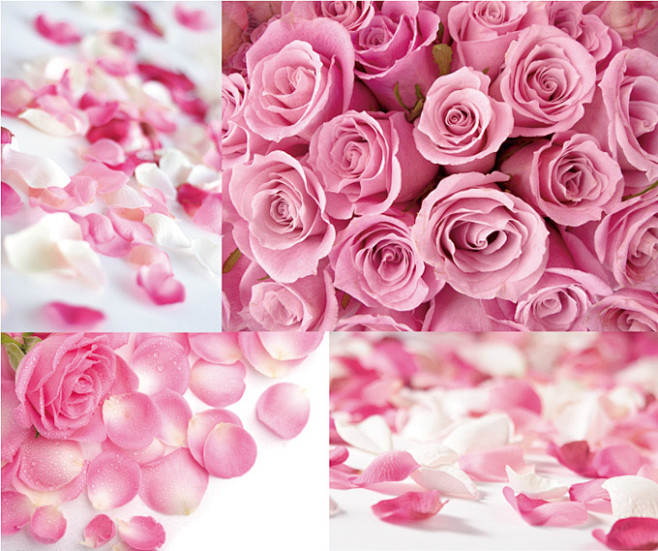 粉色系玫瑰花和花瓣高清摄影图片.jpg