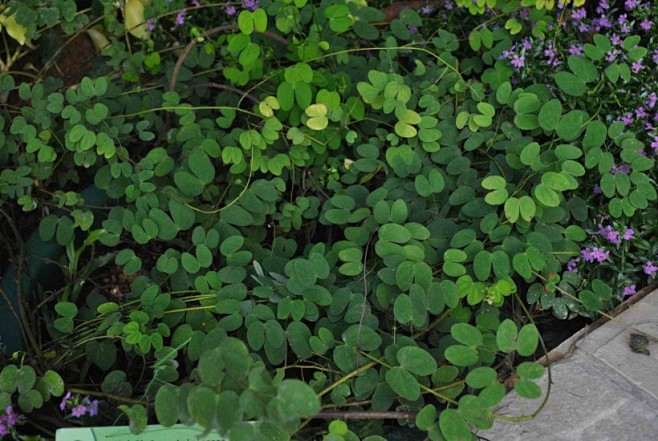 首冠藤植物图片