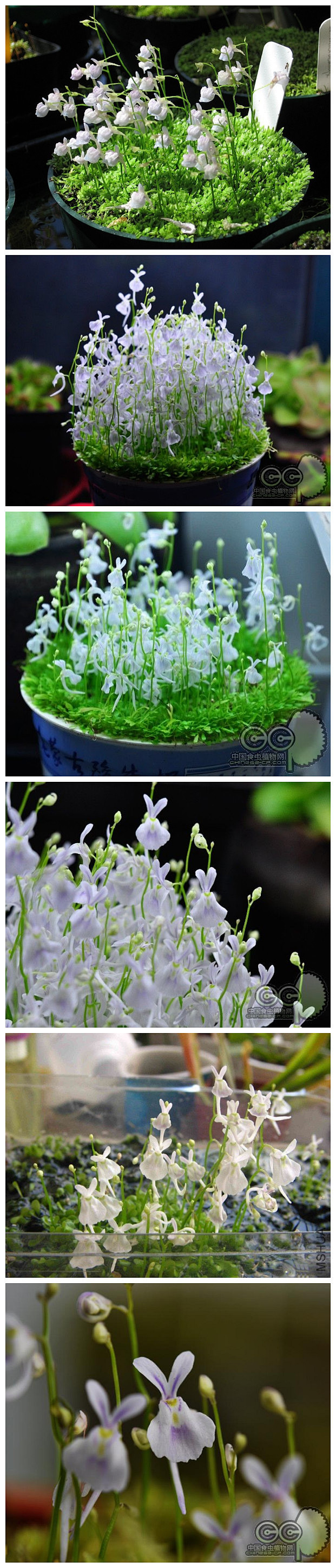 #植物秀#小白兔狸藻。萌萌的跳舞的小兔子。