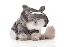 点击来源直接获取大图文件 |穿着有趣衣服的蓝眼睛毛茸茸的猫