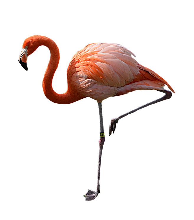 Flamingo PNG