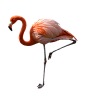 Flamingo PNG