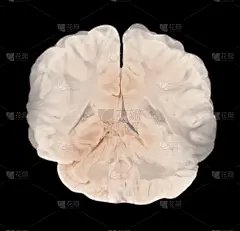 大脑半球纵切面。人类的大脑解剖