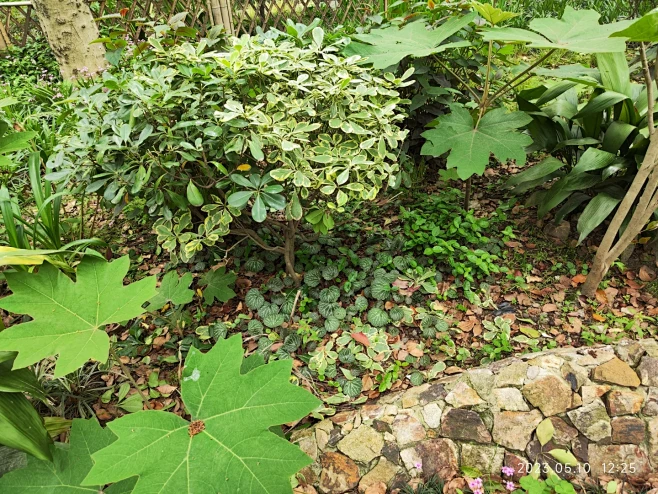 花叶海桐+通脱木+虎耳草