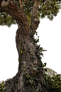 Twisted Tree with Ivy Stock Photo 0716   PNG by annamae22