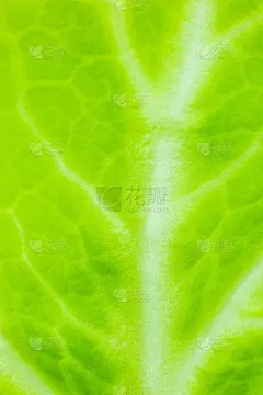 绿叶合上。鲜叶纹理背景。自然环保壁纸。素食。蔬菜和维生素产品。宏观照片。