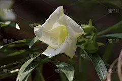 花和叶