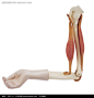 弯曲的手臂肌肉骨骼结构图图片
