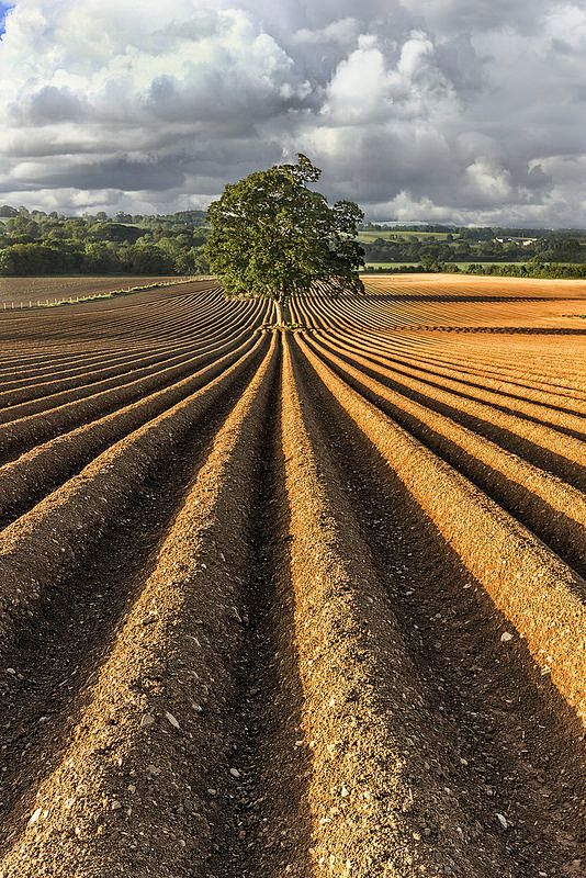 ˚The Perfect Plough ...