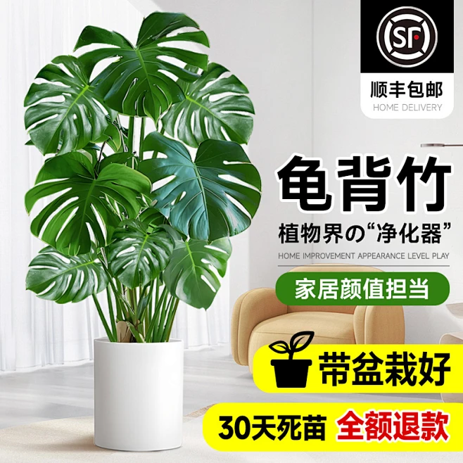 龟背竹客厅大盆栽老桩植物办公室大型绿植室内盆景净化空气吸甲醛-花瓣网
