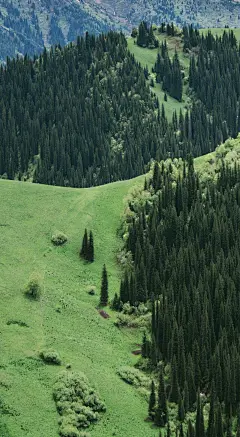 山麓森林/自然树木植物/不可思议的大自然/旅行风景摄影/壁纸图背景图/平面设计场景素材