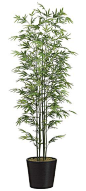 Bamboo Tree Potted 7ft: 