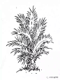 园林景观手绘｜植物线稿50张 : 微信公众号：木子小鱼手绘 这是园林景观手绘第三篇。 整理了植物线稿50张。依次是地被植物，盆栽植物，乔木，灌木，针叶类，棕榈类植物和小景。 1。地被植物，长草的线稿。 2。盆栽植物线稿。 3。乔木的线稿。 4...