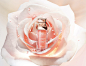 Dior Prestige 玫瑰花蜜活養再生精華油 : 2017年，DIOR玫瑰花蜜活顏系列於科技、創新及感官的範疇上，展現了所有可能性，研製出玫瑰花蜜活養精華油。玫...