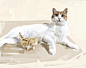#淘宝店：速写爱宠# #狗狗# #画狗# #画猫#  #猫# #狗# #汪星人# #喵星人# #猫咪# #可爱# #宠物# #萌# #萌宠# #宠物画像# #铲屎官# #猫粮# #狗粮# #哈士奇# #拉布拉多# #金毛# #泰迪# #柯基# #雪纳瑞# #边牧# #秋田# #柴犬# 博美# #吸猫# #布偶猫# #阿拉斯加#